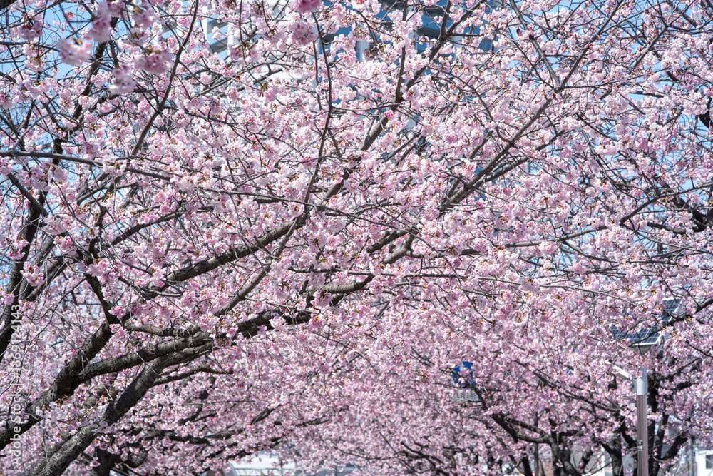 緋桜のある風景