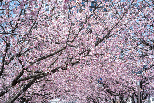Obraz na płótnie 緋桜のある風景 w salonie