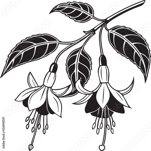 fuchsia vector, hand drawn vector illustration of a flower, fuchsia flower silhouette vector black and white