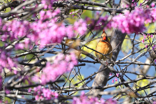 Εκτύπωση καμβά Female red bird northern cardinal perched in a redbud tree on a sunny spring day