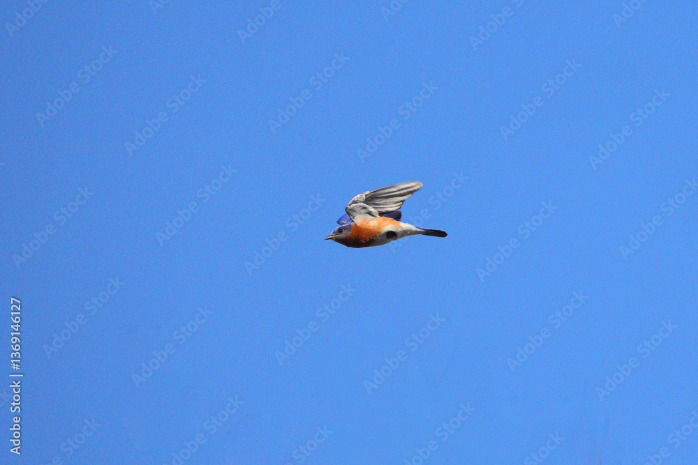 Obraz premium Male bluebird in flight against a spring blue sky. 