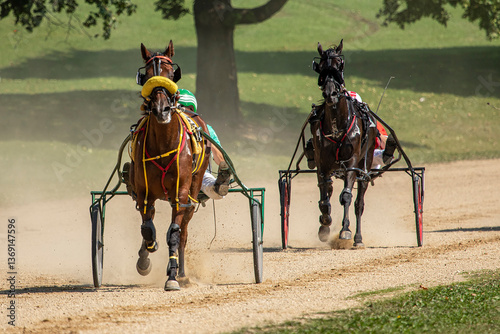 harness race horse