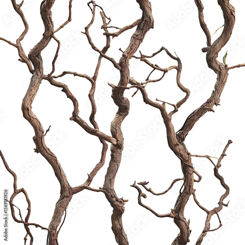 dry old jungle vines isolated on transparent background