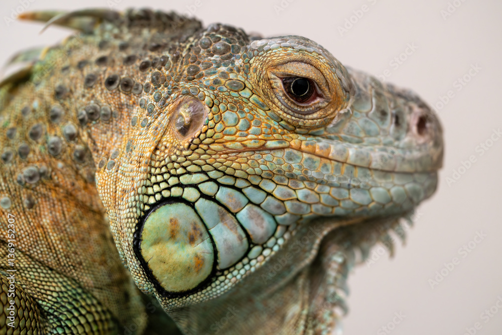 Fototapeta premium green iguana close up