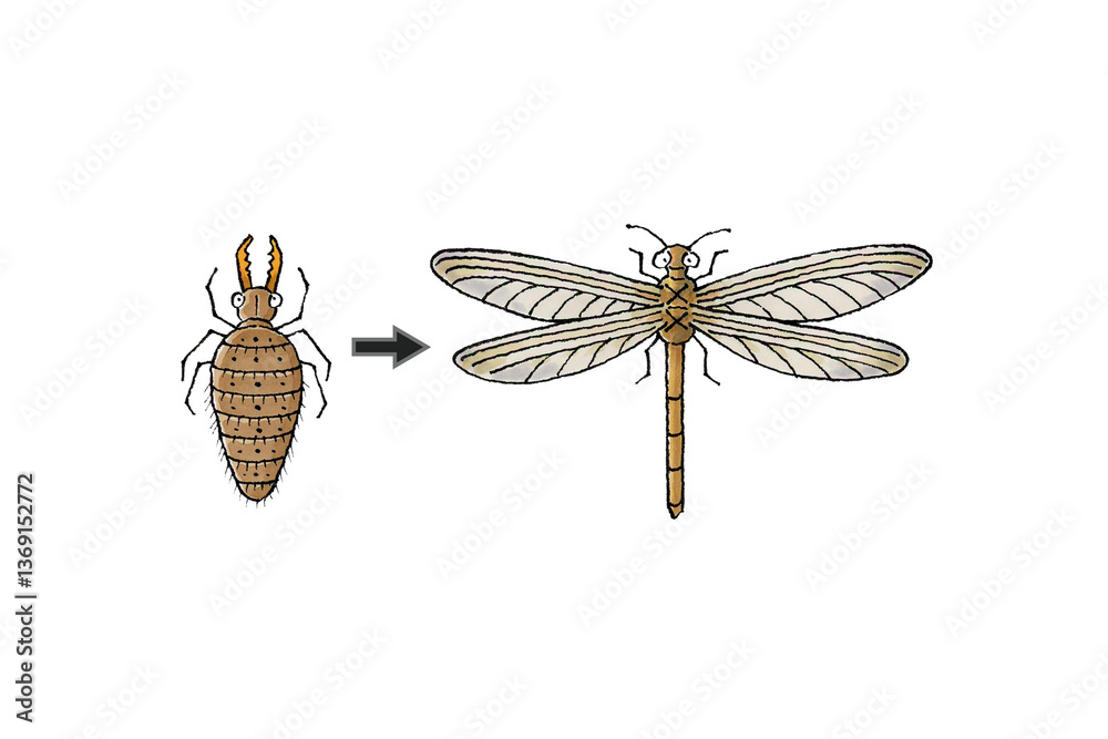 ★決算特価商品★ 薄羽蜉蝣 Video and Vectors, Photos, Stock 8 Browse – Images イラスト
