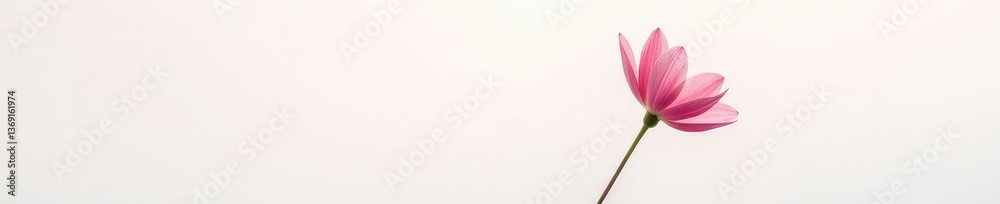 Delicate petal of a flower blooms on a white background, white, isolated, bloom Delicate petal of a flower blooms on a white background, white, isolated, bloom