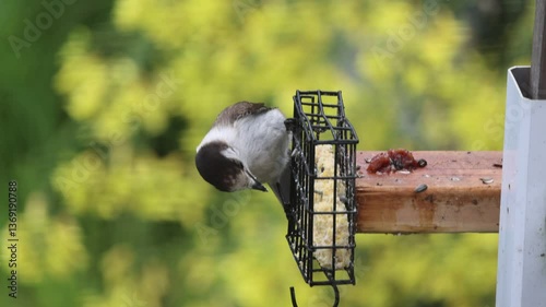 Grey Jay eating a suet cake