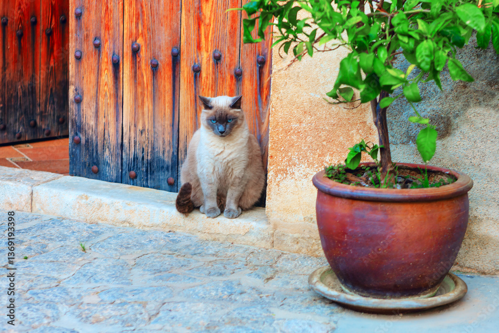 Siamese cat sitting on a stone doorstep beside rustic wooden door adorned with metal studs. To its left, potted plant with green leaves adds touch of natural charm to picturesque and tranquil setting