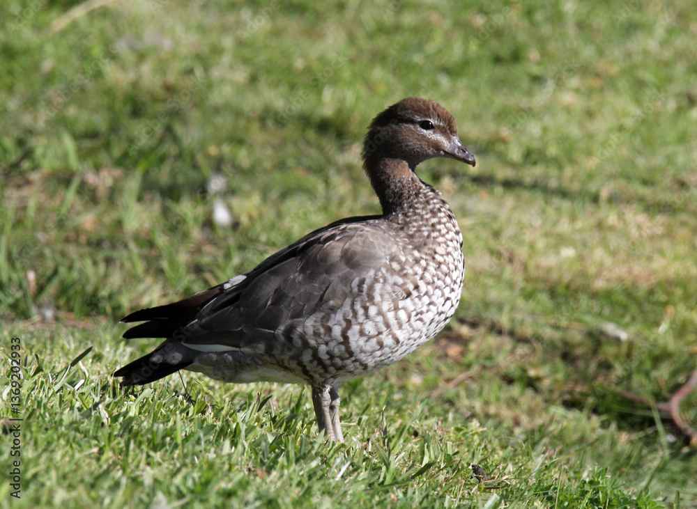 Australian wood duck bird standing on green grass Australian wood duck bird standing on green grass