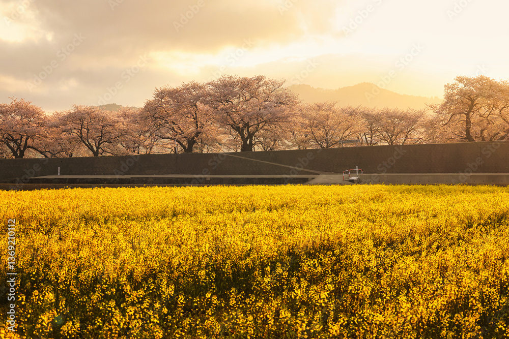Obraz premium 朝焼けの富山県のあさひ舟川の春の四重奏