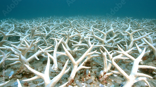 Fototapeta Naklejka Na Ścianę i Meble -  Coral bleaching impact assessment great barrier reef underwater photography marine environment wide-angle view climate change awareness
