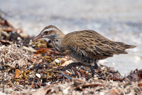 A buff-banded rail, moho pererū, on the beach among seaweed at Shakespear Regional Park, Auckland, New Zealand.