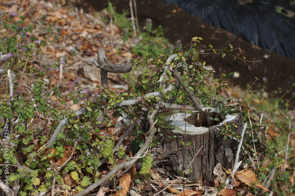 Obraz premium 切り株と枝