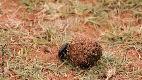 Close up of Dung Beetle rolling a ball of Dung in South Africa 