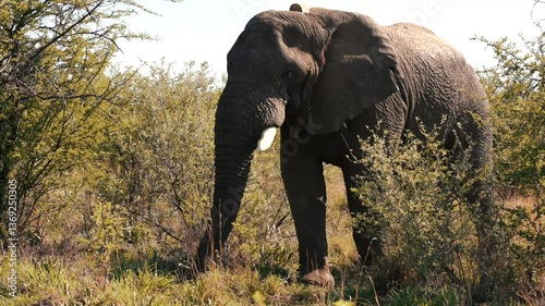 Elephant Grazing in South Africa