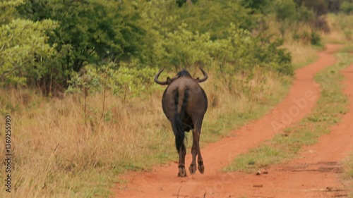 Wildebeest running in South Africa