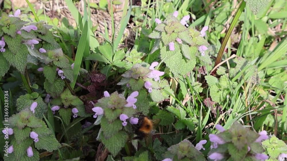 Lamier pourpre en fleurs, butinage par un bourdon * Gros plan de lamier pourpre (Lamium purpureum) avec un bourdon visitant les fleurs
