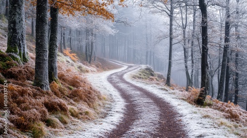 Frosty Autumn Forest Path