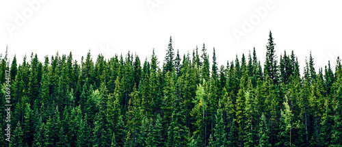 Pine forest png border, transparent background, nature, wilderness