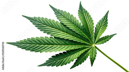 Green Cannabis Leaf PNG – Isolated on Transparent Background