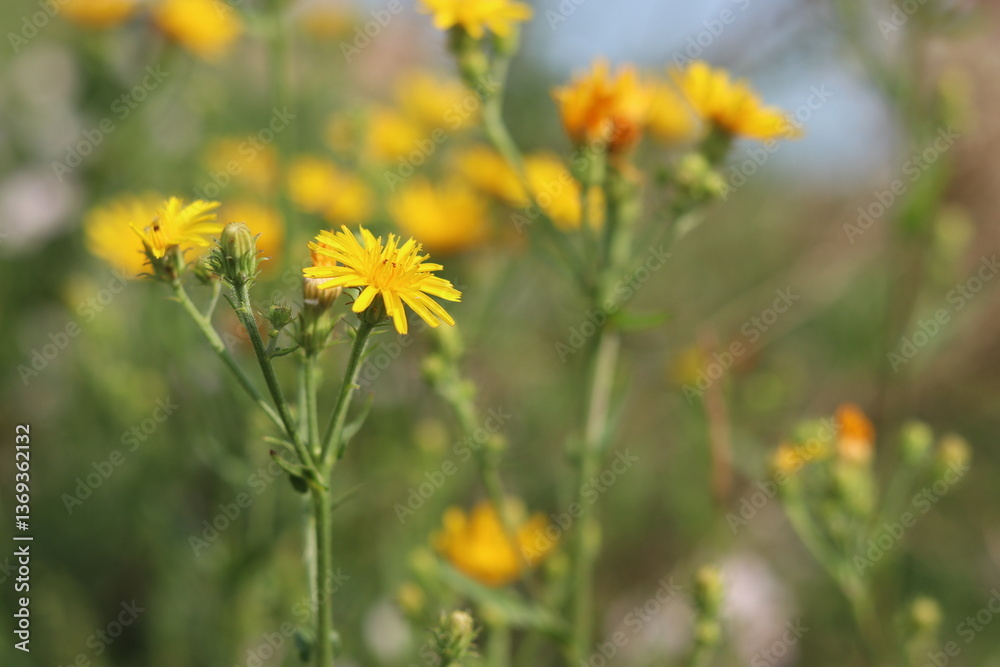 yellow flowers in the field yellow flowers in the field