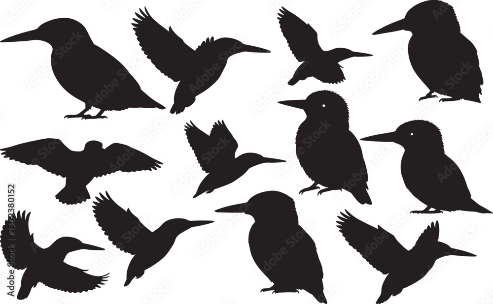 Obraz premium Kingfisher Silhouette