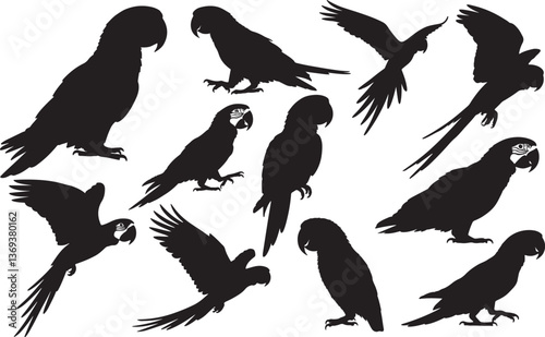 Macaw Silhouette