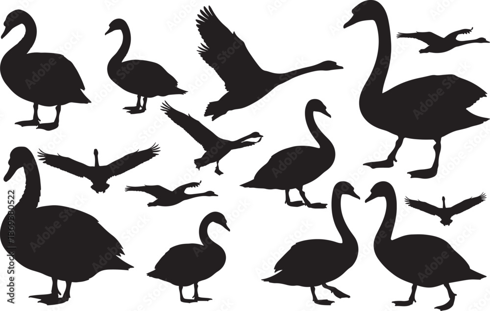 Obraz premium Swan Silhouette