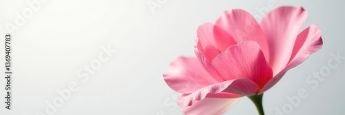 delicate petal unfurls on soft white background, closeup, bloom, botanical