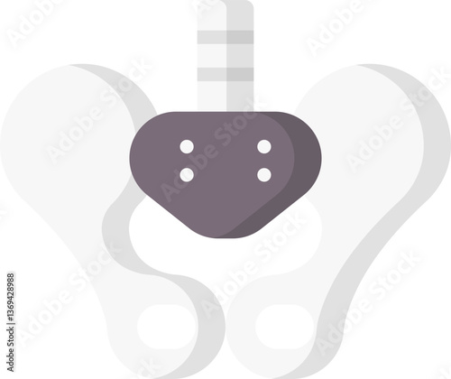pelvis Illustration on a white background.