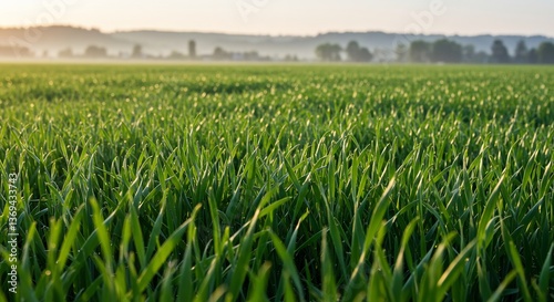 Serene sunrise illuminates vibrant green field. AI Generated