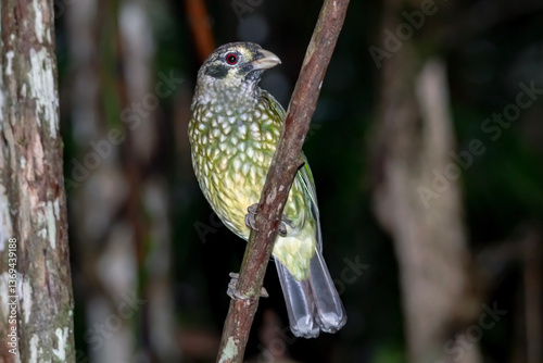 Spotted Catbird (Ailuroedus maculosus) in Rainforest Canopy
 photo
