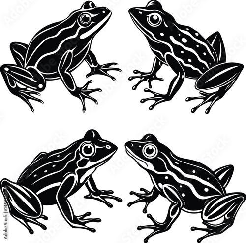 Isolated green amphibian frog with a cute eye on white , silhouette , vector