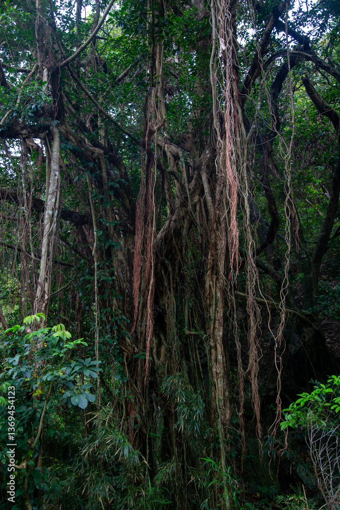 Obraz premium 奄美大島の自然。新緑のマングローブ原生林。