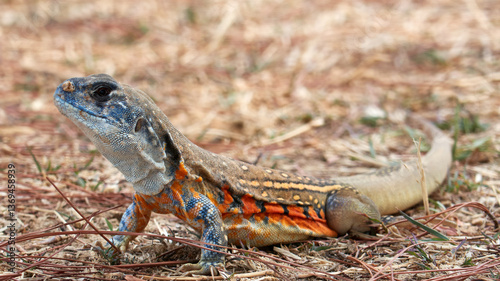 Close-up of a Lizard in a National Park, Thailand