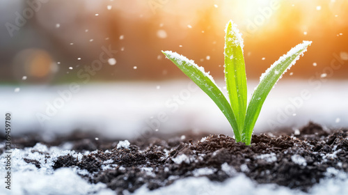 green plant sprouts through snow covered soil, illuminated by warm sunlight