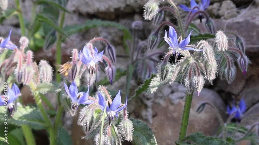 Bourrache en fleurs, avec des fleurs bleues et des étamines violettes, sur un fond de feuilles vertes