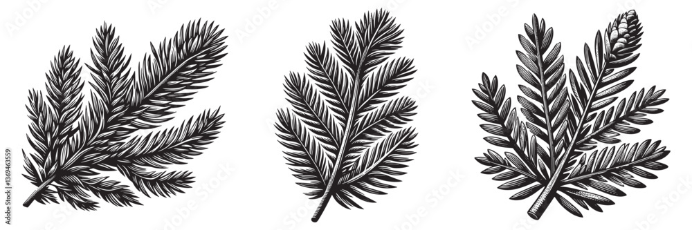 Fototapeta premium Austrian Pine Needle in traditional woodcut drawing, black and white botanical illustration