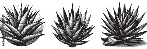 Agave Leaf in traditional woodcut drawing, black and white botanical illustration