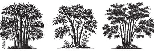 Wallpaper Mural Bamboo tree in traditional woodcut drawing, black and white botanical illustration Torontodigital.ca