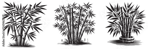 Bamboo plant in traditional woodcut drawing, black and white botanical illustration