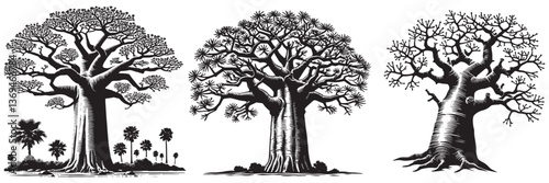 Baobab tree in traditional woodcut drawing, black and white botanical illustration