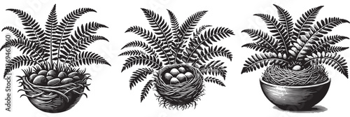 Bird's Nest Fern plant in traditional woodcut drawing, black and white botanical illustration