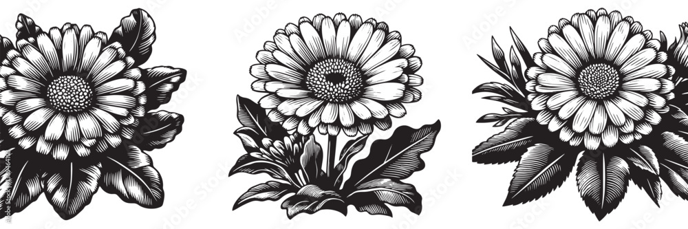 Fototapeta premium Calendula flower in traditional woodcut drawing, black and white botanical illustration