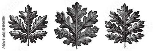 Bur Oak Leaf in traditional woodcut drawing, black and white botanical illustration