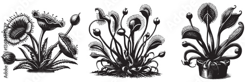 Carnivorous Plant in traditional woodcut drawing , black and white botanical illustration