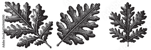Cork Oak Leaf in traditional woodcut drawing, black and white botanical illustration