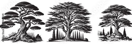 Cypress tree in traditional woodcut drawing, black and white botanical illustration