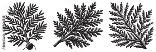 Cypress twig in traditional woodcut drawing, black and white botanical illustration