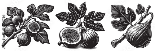 Fig twig in traditional woodcut drawing, black and white botanical illustration